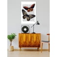 thumbnail image 2 of Vintage Butterflies Poster - Fab Funky Designs,, 2 of 3