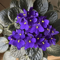thumbnail image 2 of Purple African Violets Live Plant, African Violet Plant, 3 - 5 Inc Tall, Easy Care Houseplant, Compact Blooming Plants for Indoor Outdoor Growing, 2 of 5