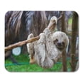 thumbnail image 1 of POGLIP Brown Puerto Sloths in Rescue Centre Costa Rica San Jose Green Three Toed Mousepad Mouse Pad Mouse Mat 9x10 inch, 1 of 1