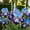 C, variant on Rare iris for Gardens-Large Showy Blossoms-Low Maintenance-Ideal for Borders, Plant Pots & Planters