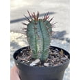 thumbnail image 3 of African Milk Barrel, Euphorbia horrida Boiss, in 4 inch pot. Rare exotic live starter cactus, healthy well rooted, 3 of 4