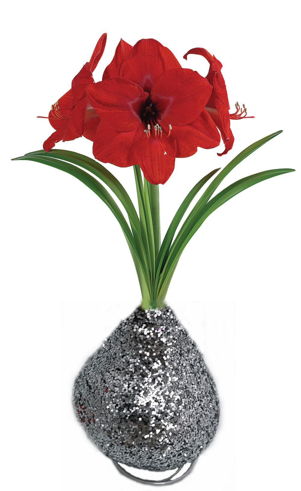 Silver Glitter Dipped Waxed Amaryllis Bulb Immediate Shipping/Holiday