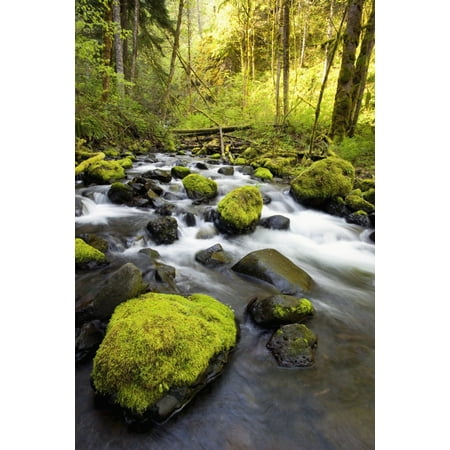 Water Flowing By Moss Covered Rocks In A Stream Canvas Art - Craig Tuttle Design Pics (12 x 19)