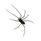 thumbnail image 4 of Decoración de calcomanías para el refrigerador de araña para decoración del exterior del refrigerador al aire libre accesorio de cocina para la cocina, 4 of 9