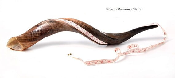 Certified Kosher Polished Kudu Horn Yemenite Shofar - Perfect for Rosh Hashanah and Jewish High Holidays - Handmade in Israel - Natural Colors - 20"-22"