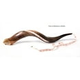 thumbnail image 3 of Certified Kosher Polished Kudu Horn Yemenite Shofar - Perfect for Rosh Hashanah and Jewish High Holidays - Handmade in Israel - Natural Colors - 20"-22", 3 of 5