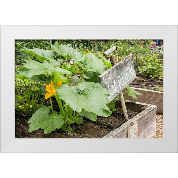 Horton, Janet 14x11 White Modern Wood Framed Museum Art Print Titled - Issaquah-Washington State-USA Squash plant with blossom