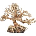 thumbnail image 1 of Zoo Med Dragon Bonsai Tree Aquarium Decoration, 1 of 1