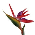 thumbnail image 2 of Kiskick Artificial Flower Bird Of Paradise Fake Plant Silk Strelitzia Reginae Home Decorative Faux Tropical Flowers, 2 of 8