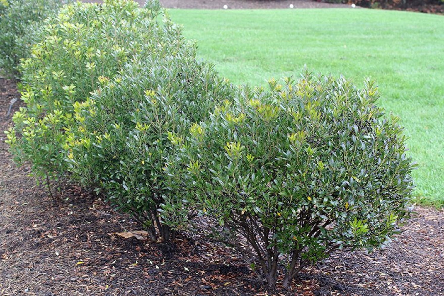 Shamrock Inkberry Holly Evergreen Live Shrub in 3-Gallon Grower Pot