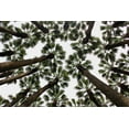 thumbnail image 2 of Dogu Sayli, Umut 32x23 Black Ornate Wood Framed with Double Matting Museum Art Print Titled - Trees, 2 of 4