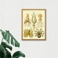 thumbnail image 3 of Ernst Haeckel Octopus Squid Gamochonia Biology Sea Animal Nature Germany Vintage Illustration Art Print Framed Poster Wall Decor 12x16 inch, 3 of 5