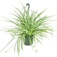 thumbnail image 5 of Spider Plant (6"+ Terracotta Pot) - Easy to Care Houseplant for Beginners - Air-purifying Houseplant for Home and Office Decoration, 5 of 7
