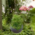 thumbnail image 4 of Plertrvy Clearance Rattan Plastic Hanging Basket Pot Succulent Green Plant Hanging Pot Self-Absorbent Hydroponic Hanging Orchid Pot Honeycomb Hanging Flower Pot,, 4 of 7