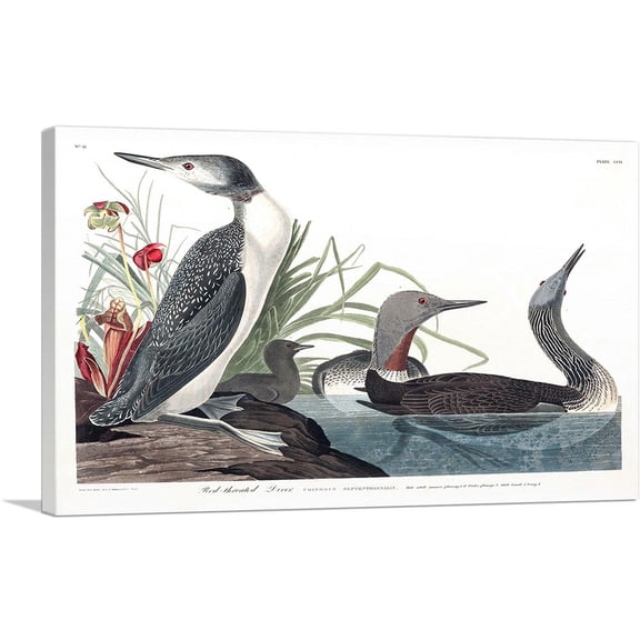ARTCANVAS Red Throated Diver Canvas Art Print by John James Audubon - Size: 12" x 8" (0.75" Deep)