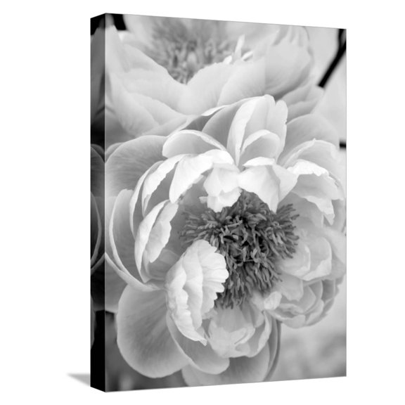 Art.com Delicate Blossom III Stretched Canvas Print Wall Art by Nicole Katano, 12" x 16"
