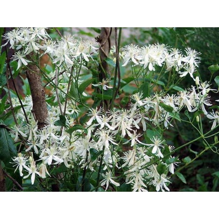 Seedville White Clematis Virginia Live Plants (20 Count)