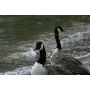 canada goose feather refill canada goose feather refill