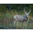 thumbnail image 2 of Galloimages Online 32x26 Black Ornate Wood Framed with Double Matting Museum Art Print Titled - Mule Deer Buck, 2 of 4