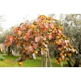 thumbnail image 6 of 5 Seeds JAPANESE PERSIMMON Tree Asian Diospyros Kaki Orange Red Fruit, 6 of 10