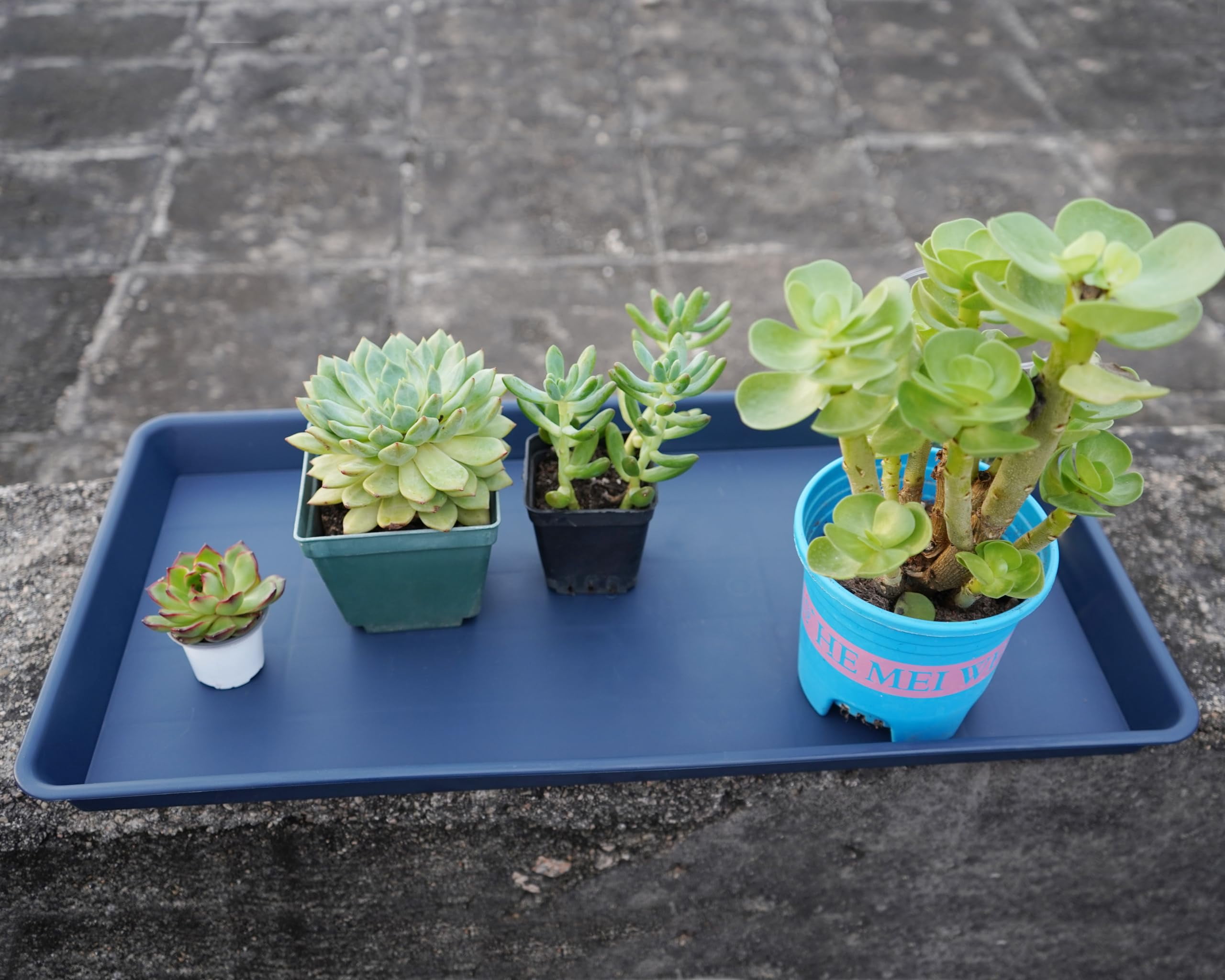 Plant Saucer Growing Tray Set 2-Pack 11x9 Inch Heavy Duty Plastic Seed Starter Trays with Drainage for Indoor Outdoor Pots Gardening Supplies