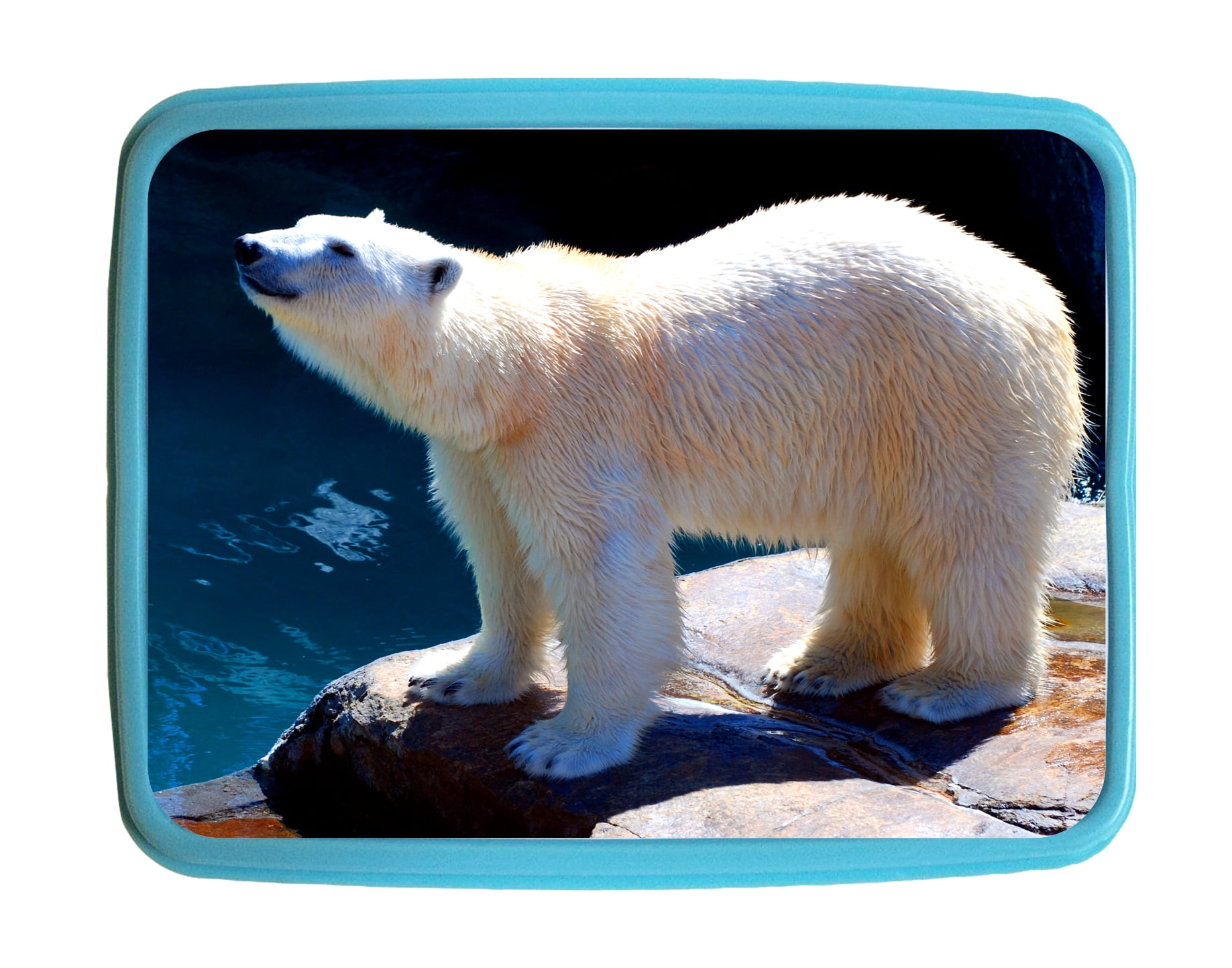 polar bear lunch box