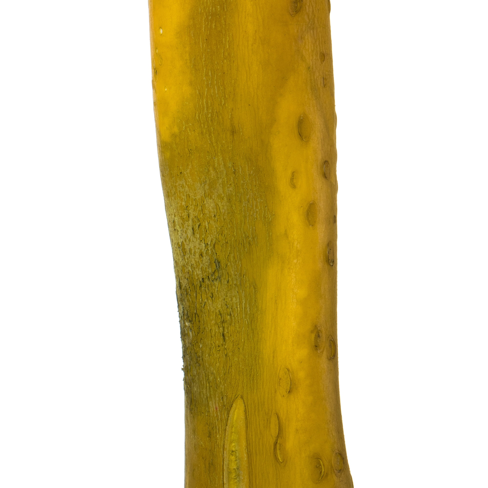 Vickerman 36-38" Basil Kelp - (Sea Kelp),  1 piece per pack, Dried