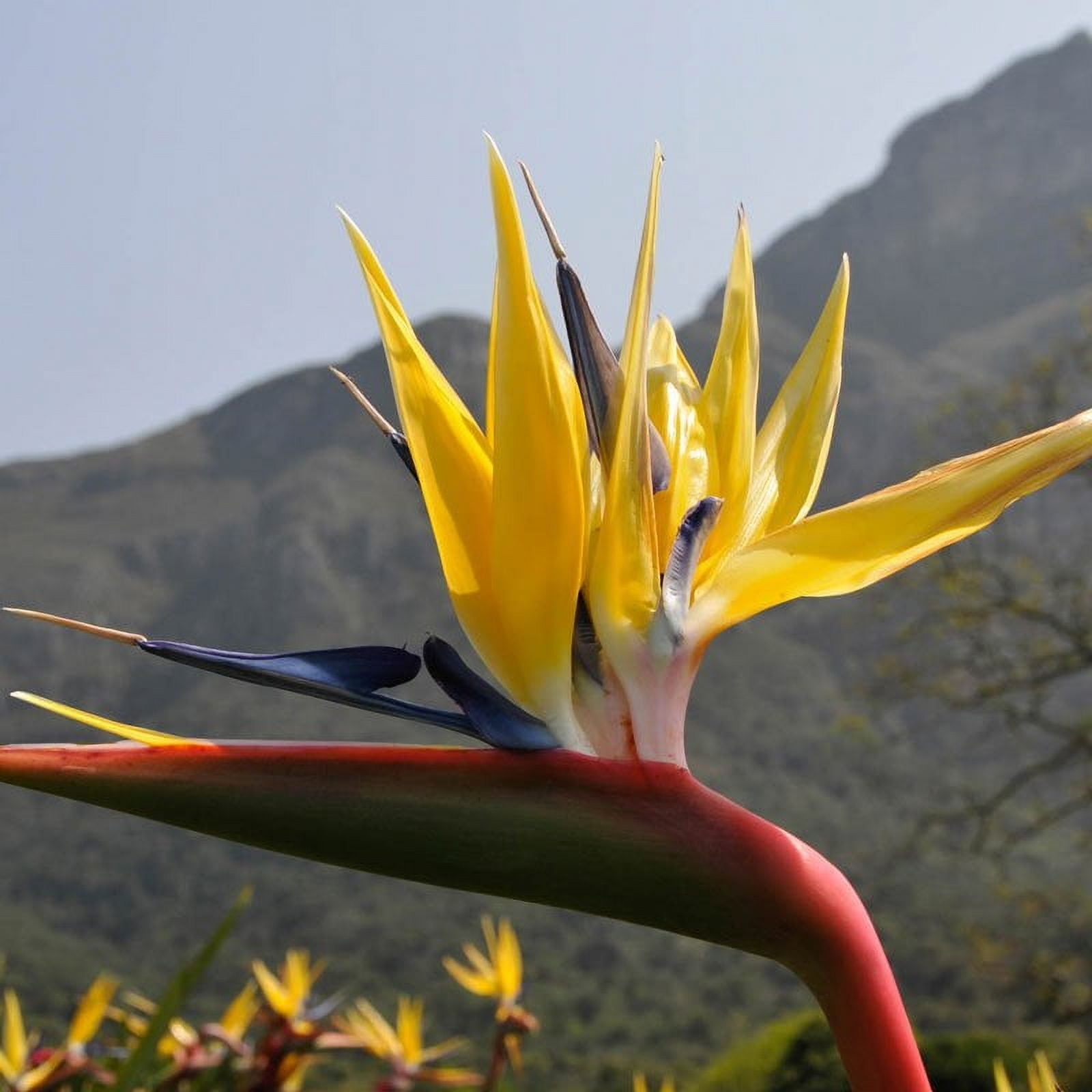 Yellow Bird of Paradise  3 Live Plants  Mandela's Gold  Strelitzia Reginae  Beautiful Rare Foliage Specimen