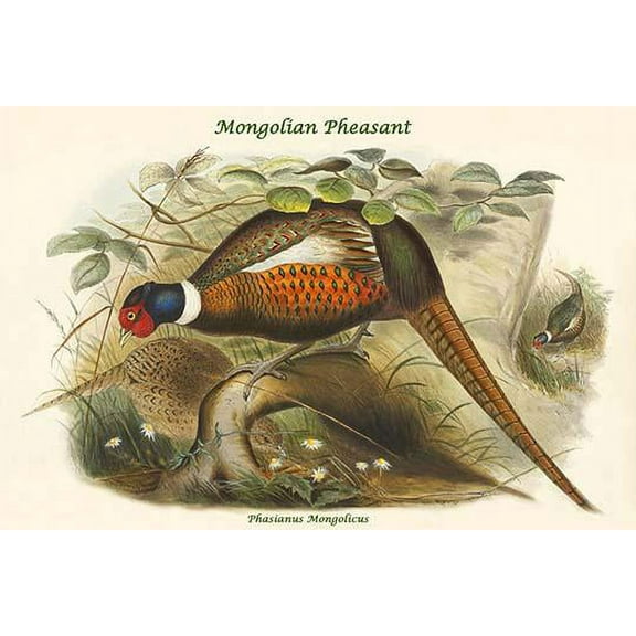 Phasianus Mongolicus - Mongolian Pheasant-Fine Art Canvas Print (20" x 30")