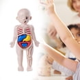 thumbnail image 6 of Almencla Human Body Puzzle for Kids Body Parts Organs for Teaching Tool Preschool, 6 of 7