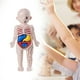 thumbnail image 5 of Rompecabezas de cuerpo humano CUTICAT Juguetes ensamblados con órganos, 5 of 7