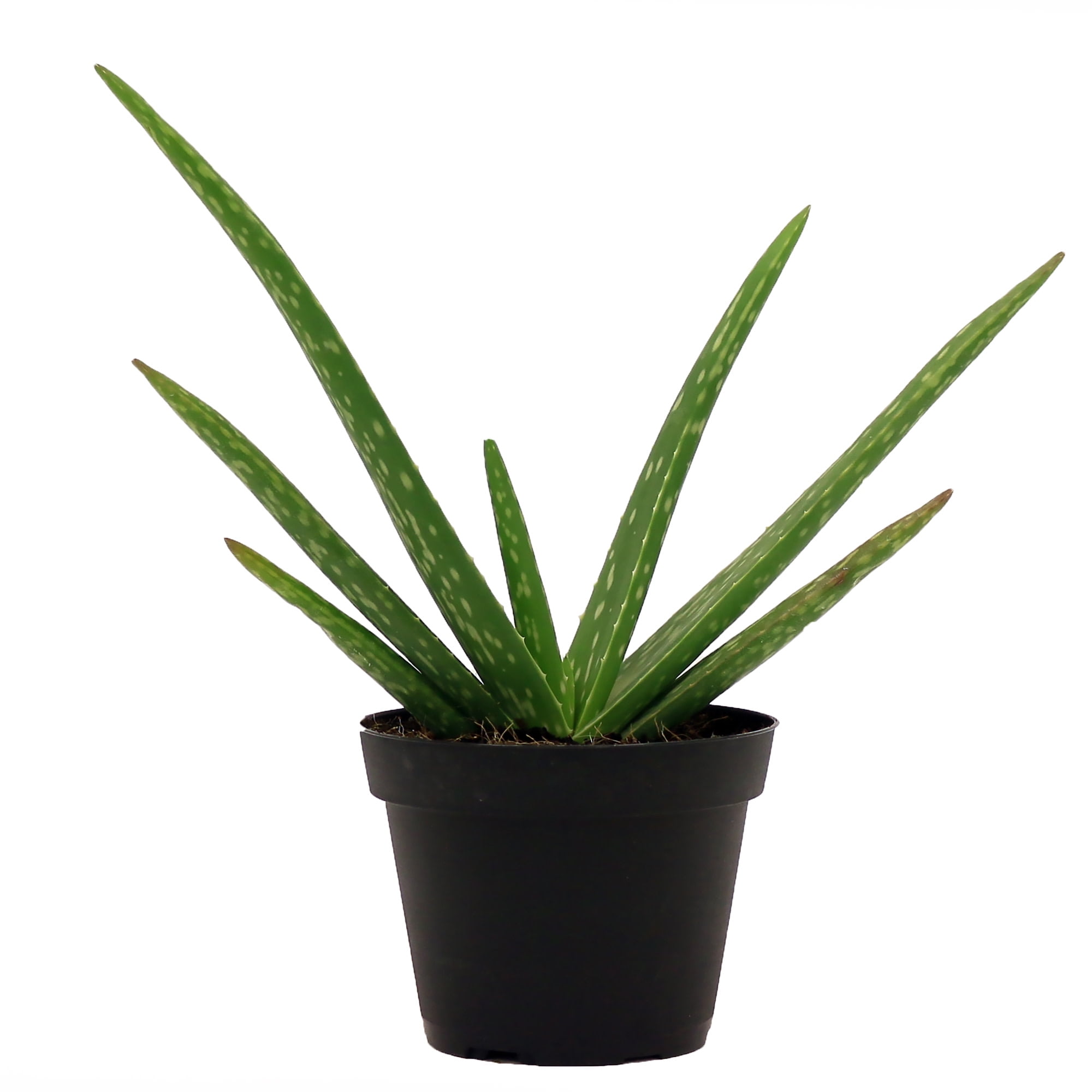Costa Farms Live Indoor 7in. Tall Green Aloe Vera; Bright