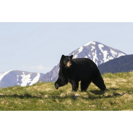 Mature Black bear walking over grass with peaked mountains in the background captive at the Alaska Wildlife Conservation Centre Portage Alaska United States of America Poster Print by Doug