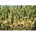 thumbnail image 3 of TomorrowSeeds - Reid's Yellow Dent Corn - 1 Pound - Open Pollinated Yellow Flint Field For Grinding, 3 of 9