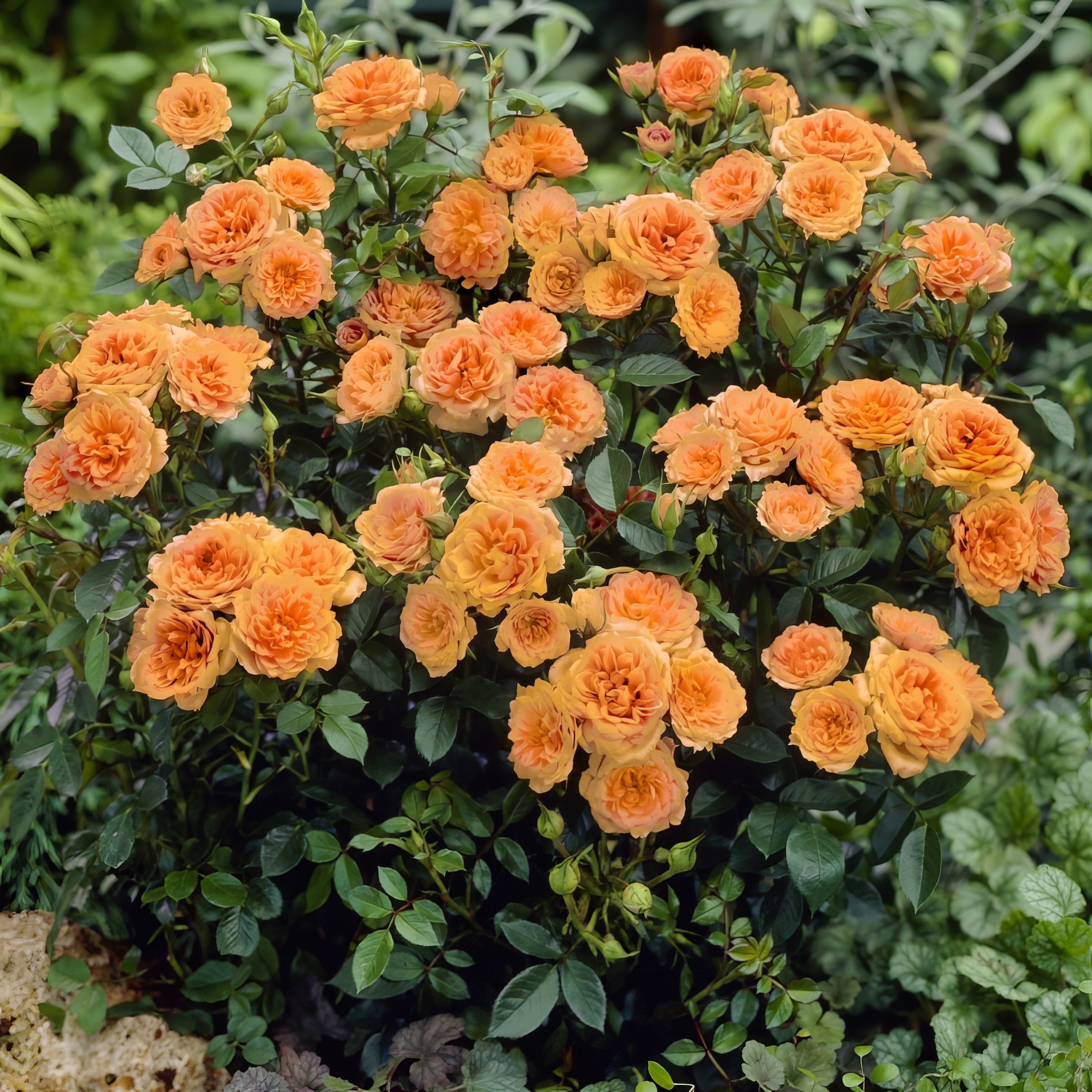 Live Shrub 4" Mini Rose Teddy Bear (3-Pack) with Full Sunlight