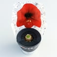 thumbnail image 2 of Grow Your Own Indoor Potted Amaryllis Flower Bulb | Red Lion Amaryllis Flower Bulb in a Gift Ready Container With Soil - Ships From Holland Bulb Farms, 2 of 5