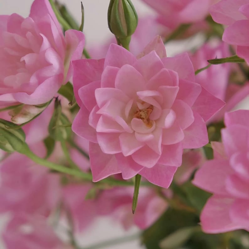 30 Star Rose Seeds, Perennial Flower Mix for Garden Enthusiasts