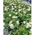 thumbnail image 6 of Popcorn Drift® Yellow Groundcover Rose - Live Plant ( 1 QT ), 6 of 7