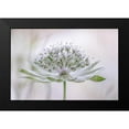 thumbnail image 2 of Disher, Mandy 14x11 Black Modern Framed Museum Art Print Titled - Astrantia, 2 of 5
