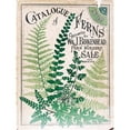 thumbnail image 3 of Vintage Apple Collection 12x14 Black Modern Framed Museum Art Print Titled - Ferns 2, 3 of 5