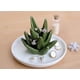 thumbnail image 2 of soporte para anillos de aloe vera, bandeja para anillos de cactus, soporte para joyas, bandeja para guardar anillos, pendientes, collares, caja para damas y niñas, regalo de cumpleaños para damas, 2 of 5