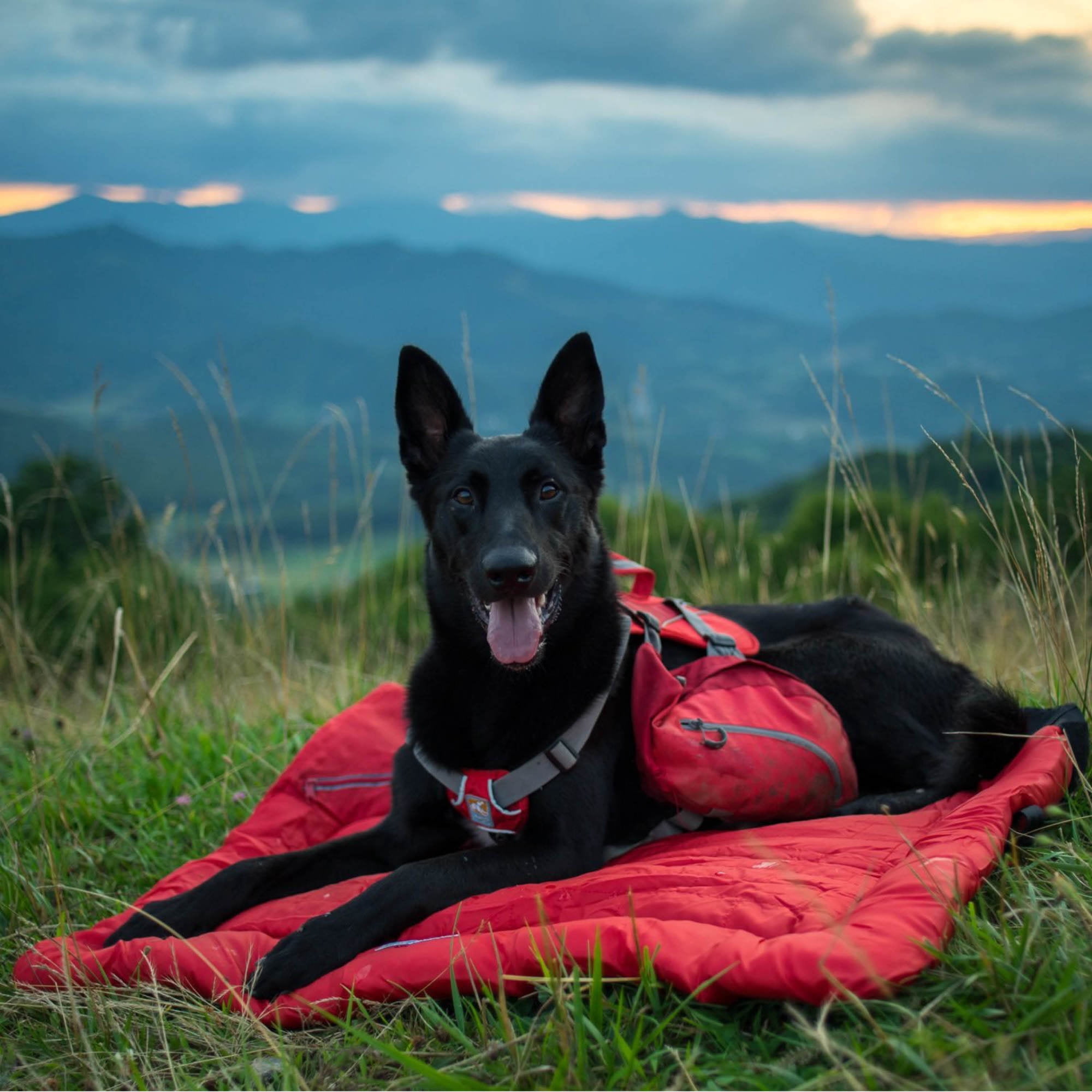 Kurgo Waterproof Dog Bed, Outdoor Bed for Dogs, Portable Bed Roll for Pets, Travel, Hiking, Camping, Wander Loft Dog Bed, Chili Red, Large