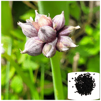 25 Egyptian Walking Onions Seeds Multiplier Tree Onion Perennial Seeds, Not Bulblets