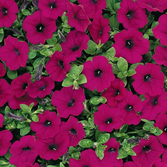 Wave Series Petunia Purple ~10 Seeds – Spreading Trailing Petunia – 98–105 Days – 24–48" Spread – 2" Blooms – AAS Winner – Annual – Pelleted Seeds – Drought Tolerant