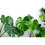 5 Seeds - Organic SPLIT LEAF PHILODENDRON Monstera Deliciosa Swiss Cheese Plant Vine Seeds