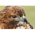 thumbnail image 2 of Jones, Adam 18x13 Gold Ornate Wood Framed with Double Matting Museum Art Print Titled - Red-tailed hawk-Florida, 2 of 4
