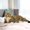 Orange-B, variant on Adjustable Breakaway Cat Collar with Bell,Safety Release Nylon Collar for Kittens & Adult Cats(Orange)