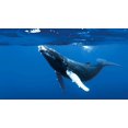thumbnail image 3 of The Blue Planet: Seas Of Life (Blu-ray), 3 of 4