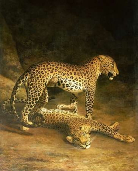 Two Leopards Lying