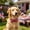 D, variant on Adjustable Independence Day Pet Bow Tie for Dogs Cats - Red White Blue Flag Star Pattern Polyester Festival Collar, Lightweight Photo Prop for Holiday Celebrations, Parades & Social Media